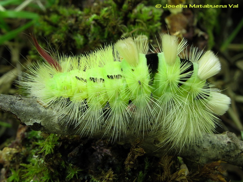 Calliteara pudibunda - Erebidae Lymantriinae